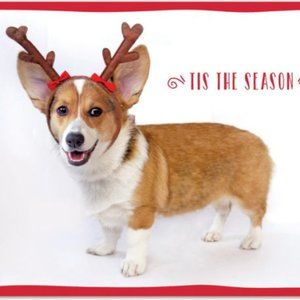 Cute Puppy with Reindeer Boxed Christmas Cards!